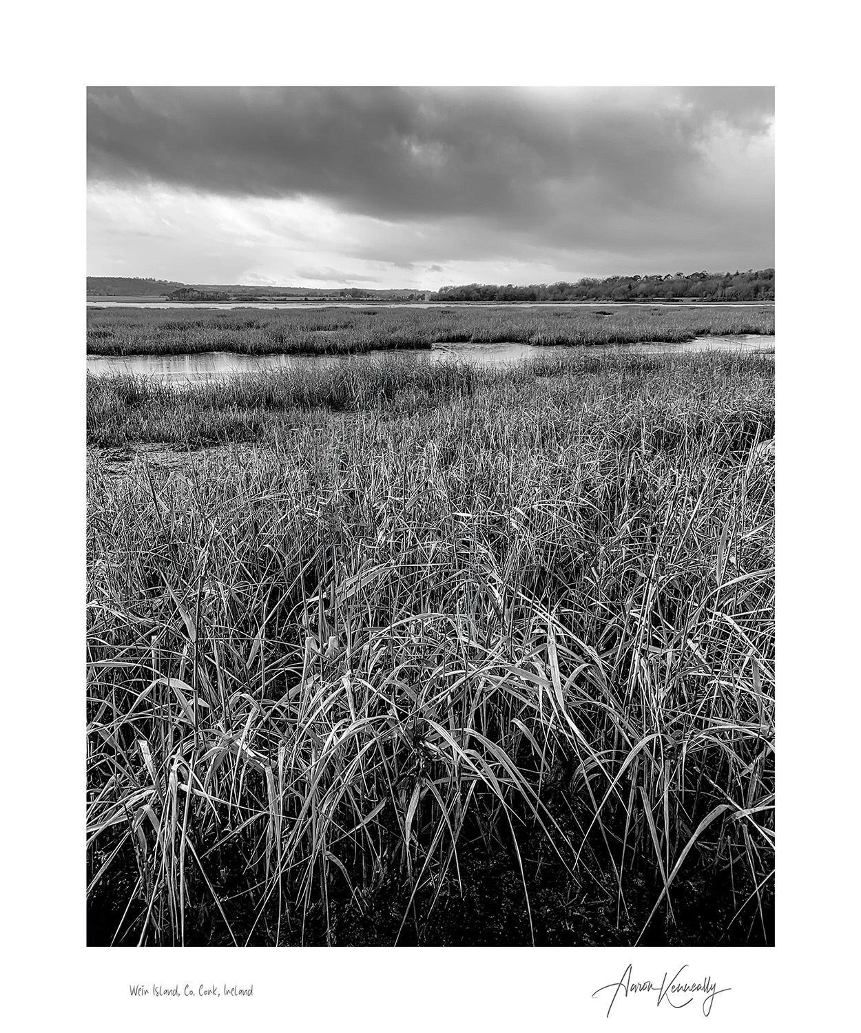 The Weir Island Grasses, Co. Cork, Ireland