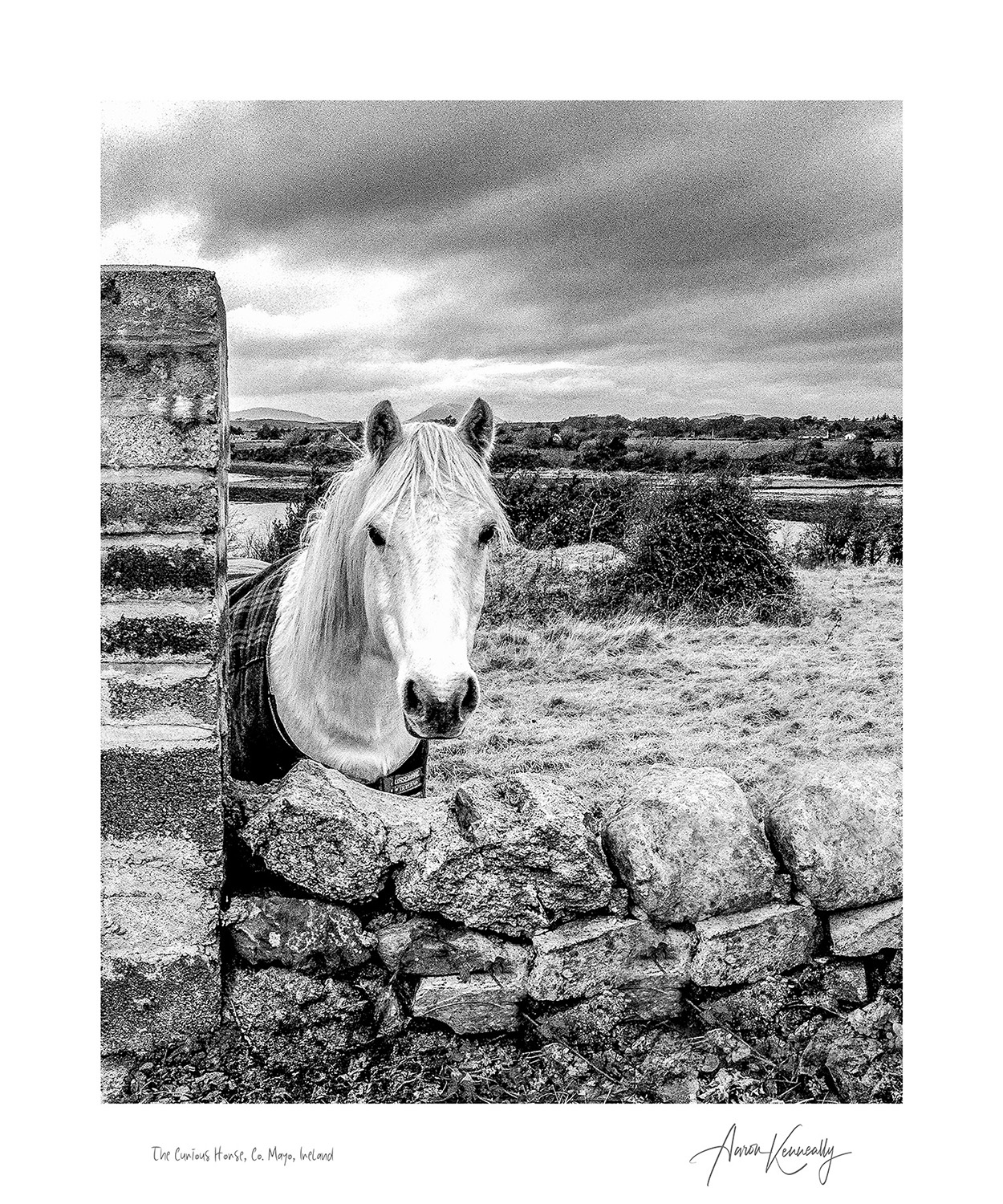 The Curious Horse, Co. Mayo, Ireland