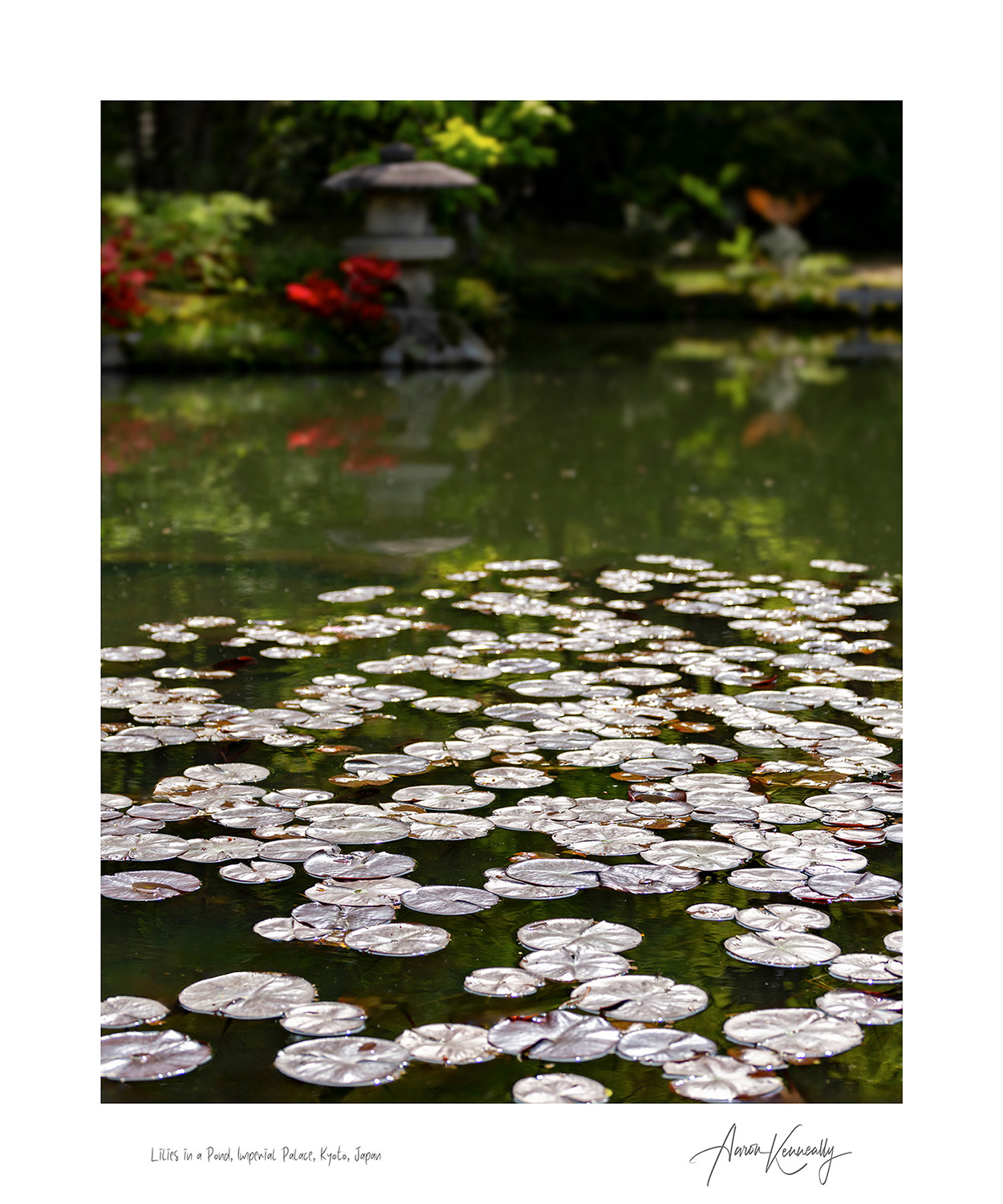 Lilies in a Pond, Imperial Palace, Kyoto, Japan